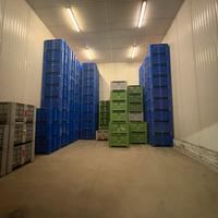 Celle frigorifere ortifrutta rosolina (ro)