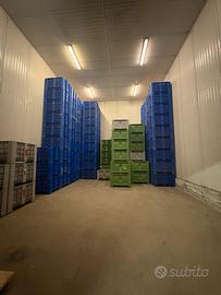 Celle frigorifere ortifrutta rosolina (ro)