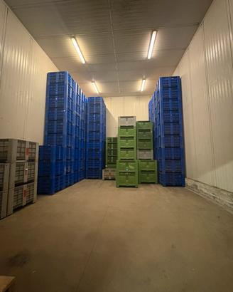 Celle frigorifere ortifrutta rosolina (ro)