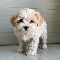 Maltipoo Mini Toy