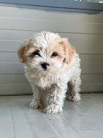 Maltipoo Mini Toy