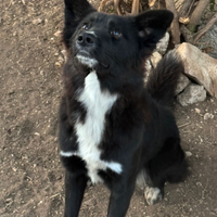 Cucciolo di cane