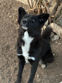 Cucciolo di cane