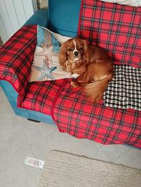 Cane per accoppiamento