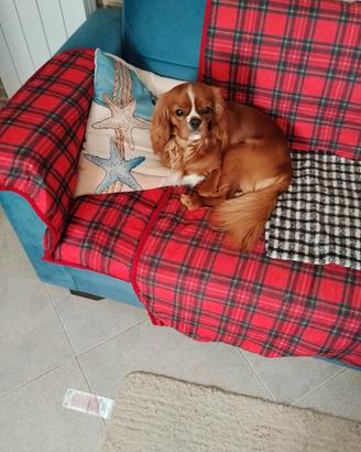 Cane per accoppiamento