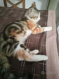 Gattini