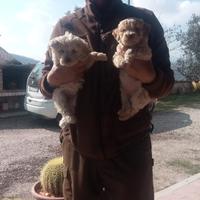 Cucciole di lagotto