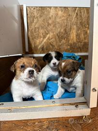 Cuccioli di jack russell