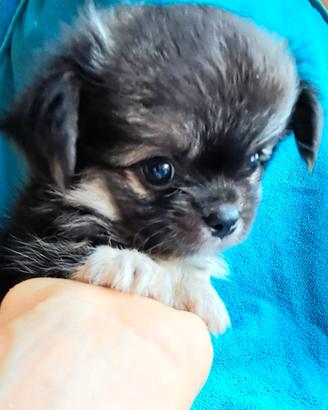 Chihuahua cucciolo