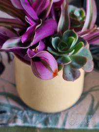 vasetto san salvatore con talee