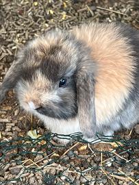 Cuccioli ariete nano