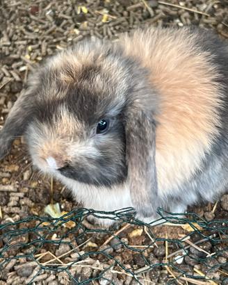 Cuccioli ariete nano