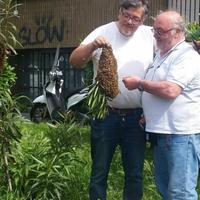 Recupero sciami api Milano Monza e Brianza