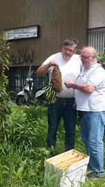 Recupero sciami api Milano Monza e Brianza