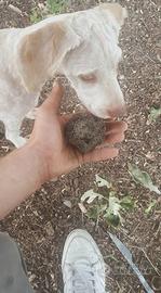 Lagotto da tartufo
