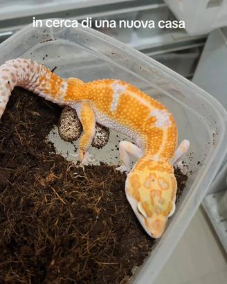 geco leopardino 