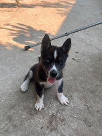 Cucciolo Husky