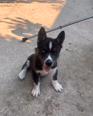 Cucciolo Husky