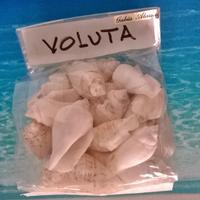 Gio.conchiglie: Lotto 37 pz. Voluta