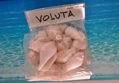 Gio.conchiglie: Lotto 37 pz. Voluta