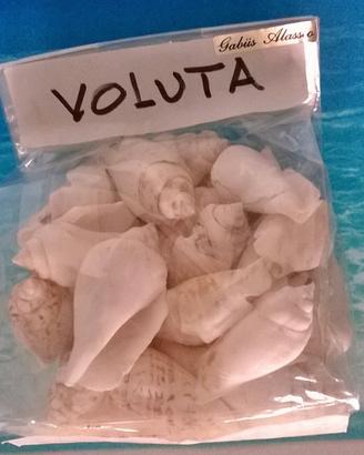 Gio.conchiglie: Lotto 37 pz. Voluta