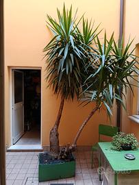 Yucca