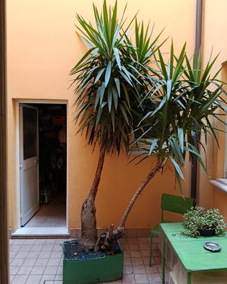 Yucca