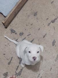 Dogo argentino