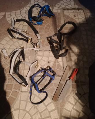 Capezze per cavallo poni asini