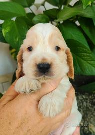cuccioli cocker spaniel inglese 