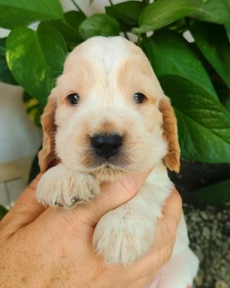 cuccioli cocker spaniel inglese 