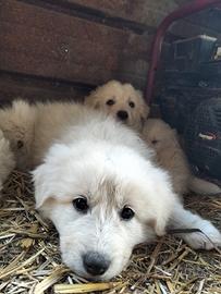 Cuccioli di pastore maremmano