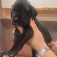 Cuccioli di alano