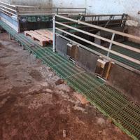 box grigliato per capretti o suini