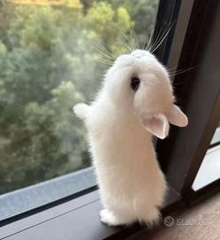 Cucciola coniglietto ariete