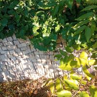pali in cemento per vigneto
