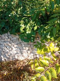 pali in cemento per vigneto