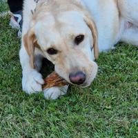 Adulti di Labrador e Jack Russell