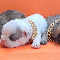 Bulldog francese cucciole