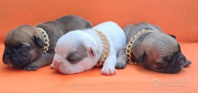 Bulldog francese cucciole