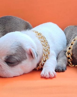 Bulldog francese cucciole