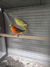 Parrocchetto dal groppone rosso