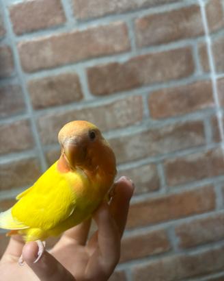 Inseparabile lutino allevato a mano