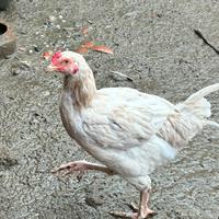 Galletto cornish bianco