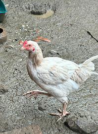 Galletto cornish bianco