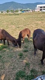 pony femmina 