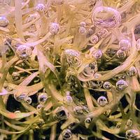 Riccia Fluitans pianta per acquario 