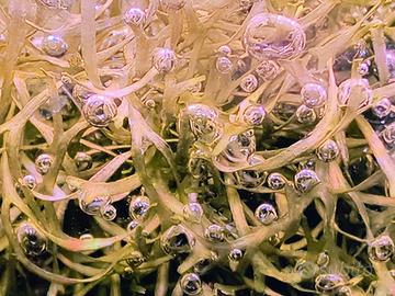 Riccia Fluitans pianta per acquario 
