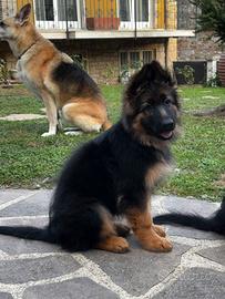 Cucciola pastore tedesco pelo lungo