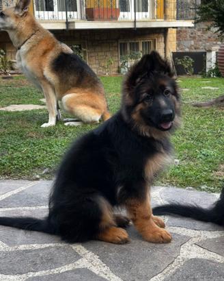Cucciolo pastore tedesco pelo lungo